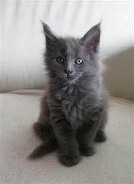 Синя Руска Перла -" Arkhangelsk "- / Nibelungs /. Руска синя, 2 месеца, Обезпаразитена - Да - град Варна | Котки - снимка 1