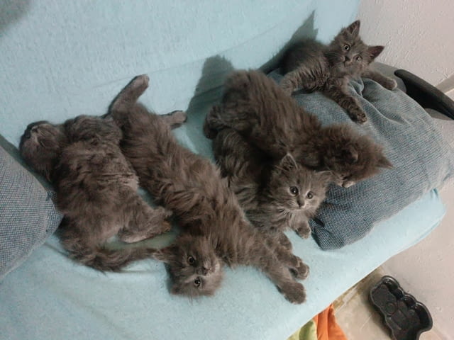 Синя Руска Перла -" Arkhangelsk "- / Nibelungs /. Руска синя, 2 месеца, Обезпаразитена - Да - град Варна | Котки - снимка 3