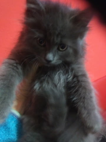 Синя Руска Перла -" Arkhangelsk "- / Nibelungs /. Руска синя, 2 месеца, Обезпаразитена - Да - град Варна | Котки - снимка 4