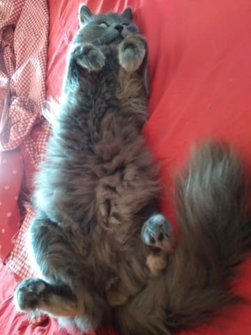 Синя Руска Перла -" Arkhangelsk "- / Nibelungs /. Руска синя, 2 месеца, Обезпаразитена - Да - град Варна | Котки - снимка 5