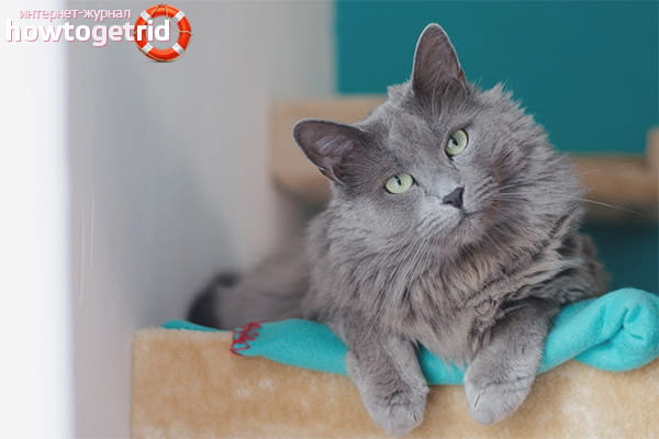 Синя Руска Перла -" Arkhangelsk "- / Nibelungs /. Руска синя, 2 месеца, Обезпаразитена - Да - град Варна | Котки - снимка 8