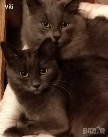 Синя Руска Перла -" Arkhangelsk "- / Nibelungs /. Руска синя, 2 месеца, Обезпаразитена - Да - град Варна | Котки - снимка 11
