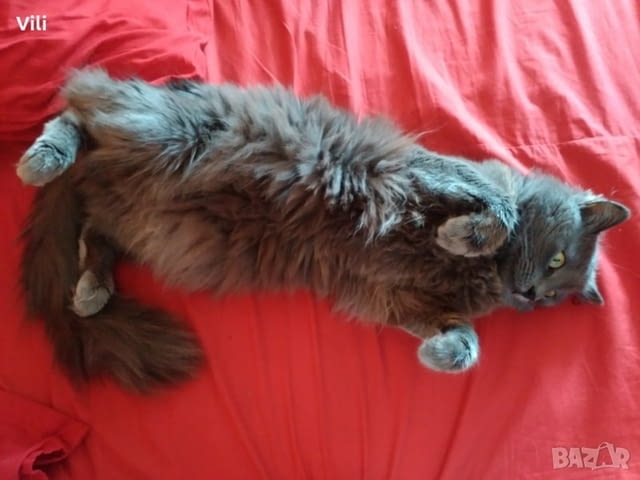 Синя Руска Перла -" Arkhangelsk "- / Nibelungs /. Руска синя, 2 месеца, Обезпаразитена - Да - град Варна | Котки - снимка 12