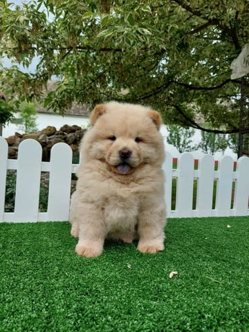 Chow chow chow chow is always the best gift Чау-чау, 2 месеца - град Извън България | Кучета - снимка 5