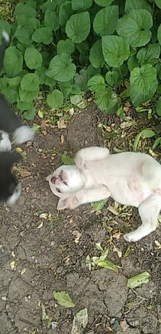 Подарявам малки кучета Другa, 2 Months, Vaccinated - No - city of Gorna Oriahovica | Dogs - снимка 1