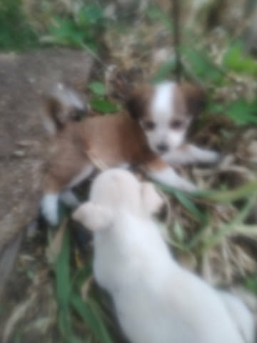 Подарявам малки кучета Другa, 2 Months, Vaccinated - No - city of Gorna Oriahovica | Dogs - снимка 2