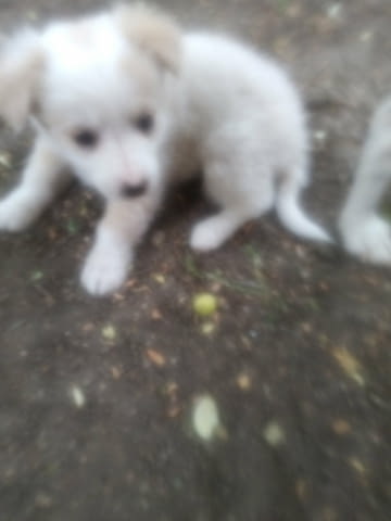 Подарявам малки кучета Другa, 2 Months, Vaccinated - No - city of Gorna Oriahovica | Dogs - снимка 3