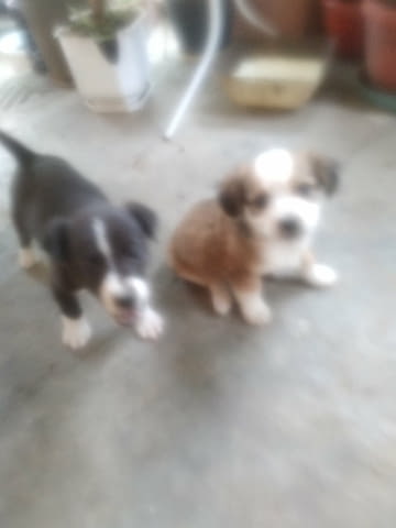 Подарявам малки кучета Другa, 2 Months, Vaccinated - No - city of Gorna Oriahovica | Dogs - снимка 4