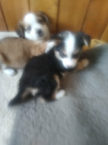 Подарявам малки кучета Другa, 2 Months, Vaccinated - No - city of Gorna Oriahovica | Dogs - снимка 5