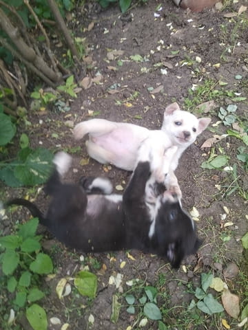Подарявам малки кучета Другa, 2 Months, Vaccinated - No - city of Gorna Oriahovica | Dogs - снимка 6