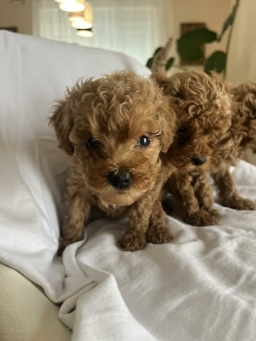 Миниатюрен пудел Пудел мини, 2 месеца - град Извън България | Кучета - снимка 1