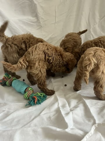 Миниатюрен пудел Пудел мини, 2 месеца - град Извън България | Кучета - снимка 2