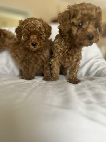 Миниатюрен пудел Пудел мини, 2 месеца - град Извън България | Кучета - снимка 3