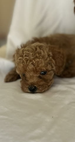 Миниатюрен пудел Пудел мини, 2 месеца - град Извън България | Кучета - снимка 4