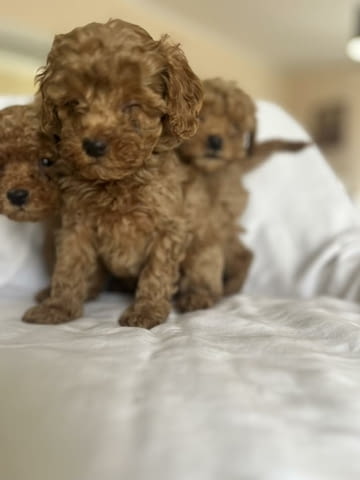 Миниатюрен пудел Пудел мини, 2 месеца - град Извън България | Кучета - снимка 6