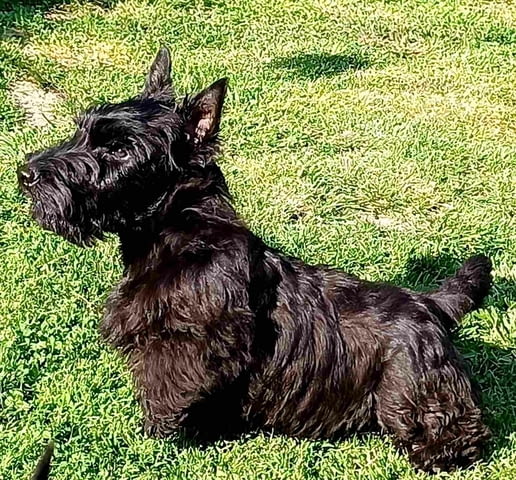 Scottish terrier puppies Другa, 3 месеца - град Извън България | Кучета - снимка 1