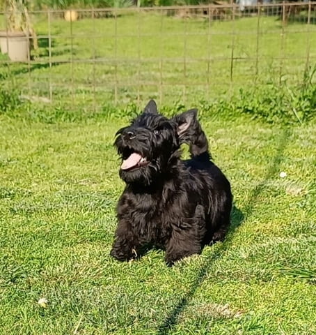 Scottish terrier puppies Другa, 3 месеца - град Извън България | Кучета - снимка 2