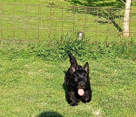 Scottish terrier puppies Другa, 3 месеца - град Извън България | Кучета - снимка 3