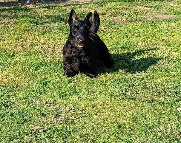 Scottish terrier puppies Другa, 3 месеца - град Извън България | Кучета - снимка 4