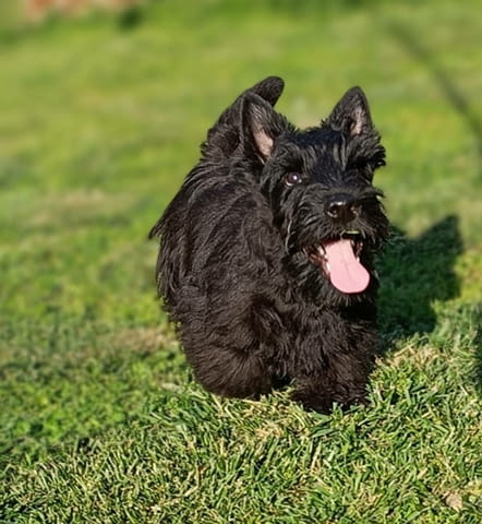 Scottish terrier puppies Другa, 3 месеца - град Извън България | Кучета - снимка 5