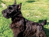 Scottish terrier puppies