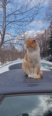 Багаж Преместване В страната, Транспорт на мебели, Извозване на стари мебели, Разтоварване на товари, Товарене на товари, Чистене на дворове, Чистене на мазета/тавани, Работа през уикенд - Да - град София | Транспортни / Хамалски