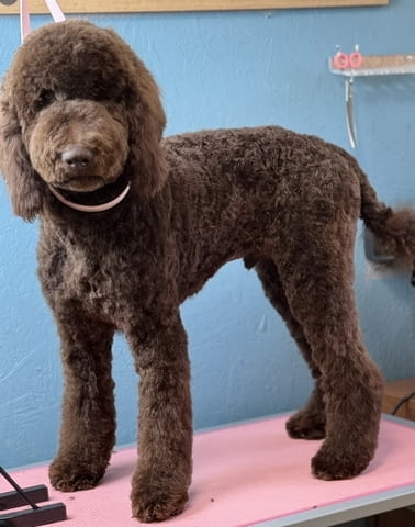 Стандартен/Голям кралски/ пудел Пудел голям (кралски), 6 месеца, Ваксинирано - Да - град Варна | Кучета - снимка 1