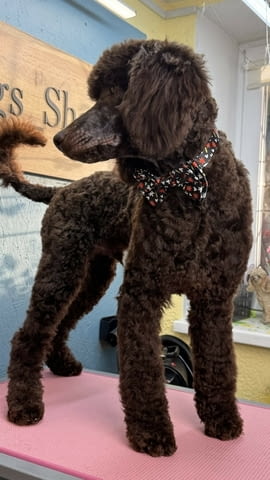 Стандартен/Голям кралски/ пудел Пудел голям (кралски), 6 месеца, Ваксинирано - Да - град Варна | Кучета - снимка 2