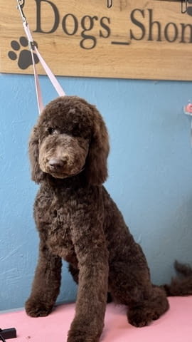 Стандартен/Голям кралски/ пудел Пудел голям (кралски), 6 месеца, Ваксинирано - Да - град Варна | Кучета - снимка 3