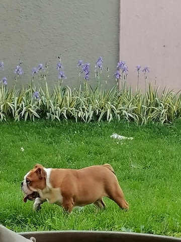 English bulldog Bulldog, 6 Months - city of Izvun Bulgaria | Dogs - снимка 1