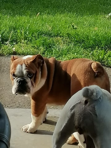 English bulldog Bulldog, 6 Months - city of Izvun Bulgaria | Dogs - снимка 2