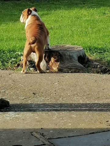 English bulldog Bulldog, 6 Months - city of Izvun Bulgaria | Dogs - снимка 3