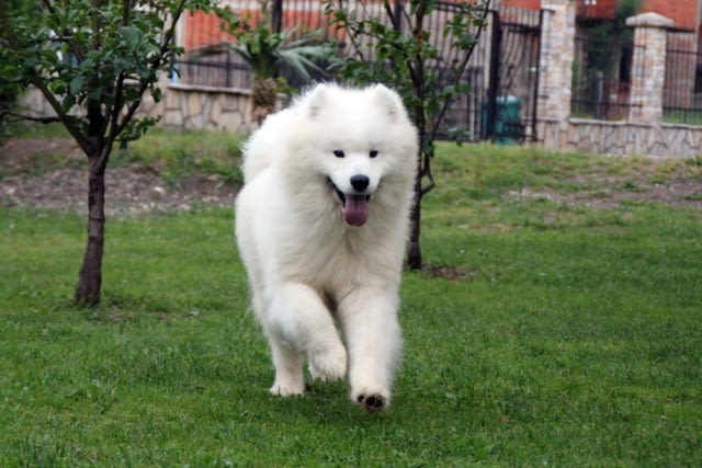 Самоед кученце Ваксинирано - Да, Обезпаразитено - Да - град Извън България | Кучета - снимка 4
