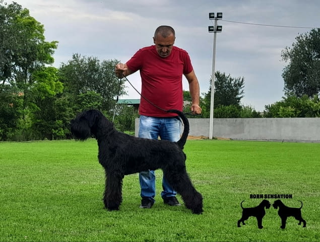 Giant schnauzer adult male for sale Шнауцер - град Извън България | Кучета - снимка 1