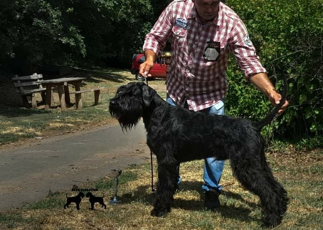 Giant schnauzer adult male for sale Шнауцер - град Извън България | Кучета - снимка 2