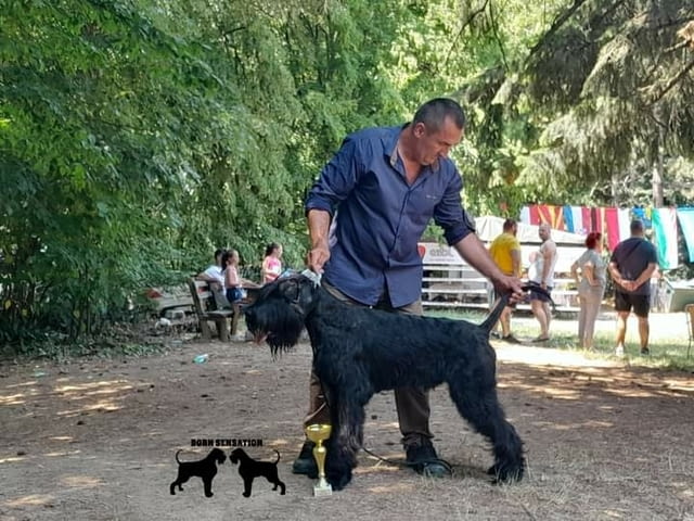 Giant schnauzer adult male for sale Шнауцер - град Извън България | Кучета - снимка 3