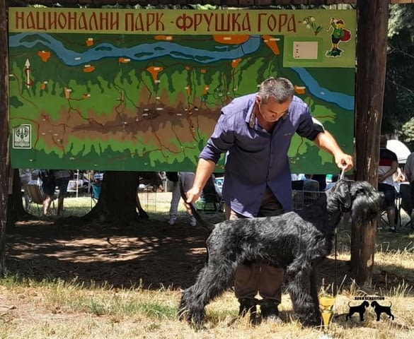 Giant schnauzer adult male for sale Шнауцер - град Извън България | Кучета - снимка 4