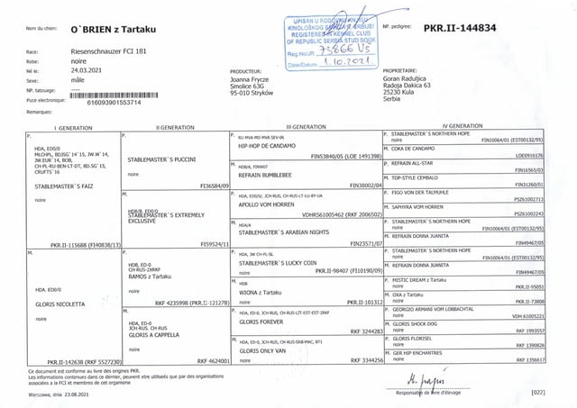 Giant schnauzer adult male for sale Шнауцер - град Извън България | Кучета - снимка 5