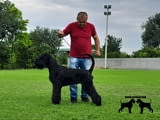 Giant schnauzer adult male for sale