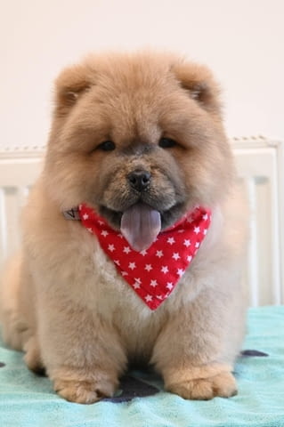 Chow Chow Chow Chow Chow Chow Померан (Малък английски шпиц) - град Извън България | Кучета - снимка 1