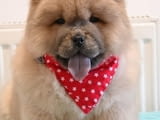 Chow Chow Chow Chow Chow Chow