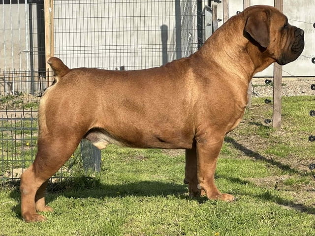 Южноафрикански мастиф – Бурбул кученца Мастиф, Ваксинирано - Да, Обезпаразитено - Да - град Извън България | Кучета - снимка 2