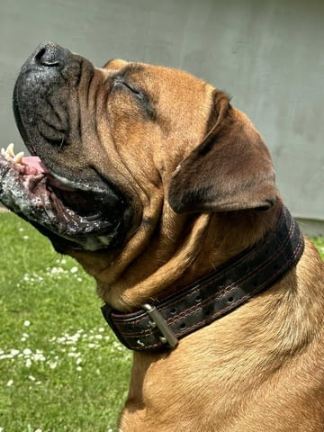 Южноафрикански мастиф – Бурбул кученца Мастиф, Ваксинирано - Да, Обезпаразитено - Да - град Извън България | Кучета - снимка 3