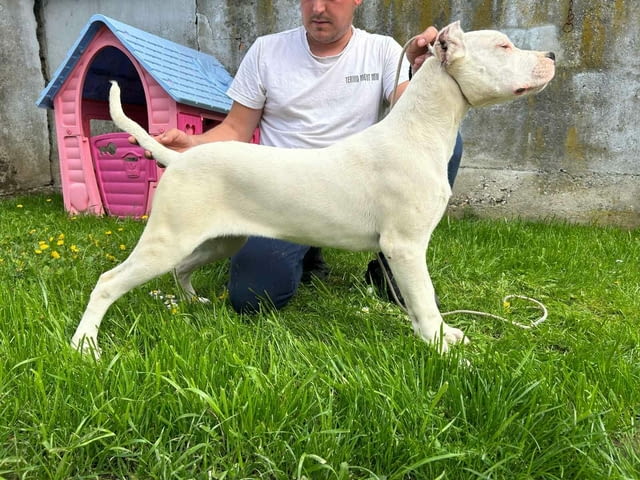 Female Dogo Argentino 6 Months - city of Izvun Bulgaria | Dogs - снимка 1