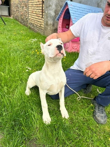 Female Dogo Argentino 6 Months - city of Izvun Bulgaria | Dogs - снимка 2