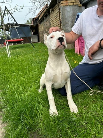 Female Dogo Argentino 6 Months - city of Izvun Bulgaria | Dogs - снимка 3