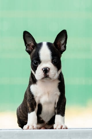 Boston terrier Puppies Бостънски териер, 2 месеца - град Извън България | Кучета - снимка 3