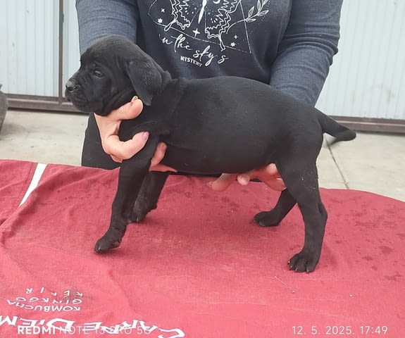 Cane Corso Канекорсо, 2 месеца - град Извън България | Кучета - снимка 2