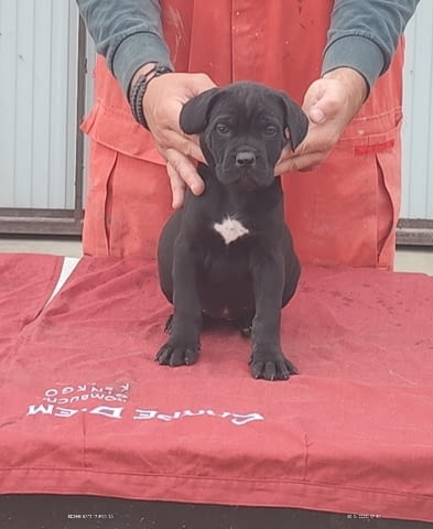 Cane Corso Канекорсо, 2 месеца - град Извън България | Кучета - снимка 3