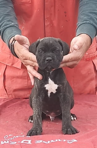 Cane Corso Канекорсо, 2 месеца - град Извън България | Кучета - снимка 4
